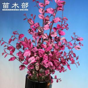 トキワマンサク 紅彩 (コウサイ) 3.5号ポット ハナヒロバリュー 爆買い