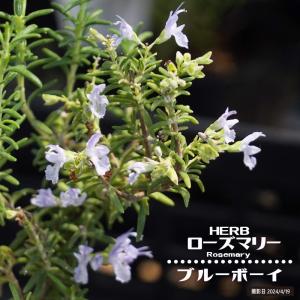 ローズマリー 苗 【アブラクサス】 3号ポット苗 : 苗木の専門店
