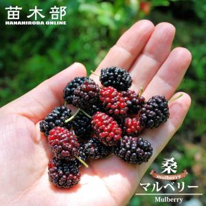 ペピーノ【果樹苗 10.5cmポット実生苗／1個】 : shopooo by GMO - 通販