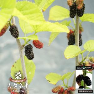 白実マルベリー（桑の木） ホワイトベリー 2年生 接木 ポット苗 : 苗木