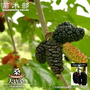 大実マルベリー（桑の木） ポップベリー 2年生 接木 ポット苗 登録品種