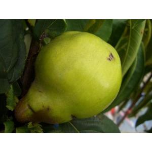 日本花キ流通 いちじく 苗 ゴールドフィグ 15cmポット イチジク 無花果