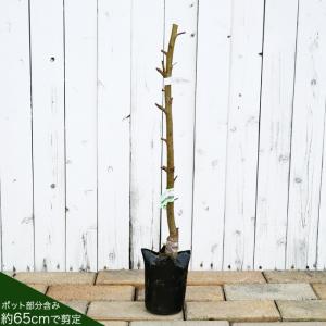 桃 苗木 白鳳 1年生接木苗 爆買いweekの詳細画像2