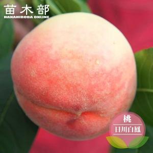 桃 苗木 大久保 1年生接木苗 予約販売11〜12月頃入荷予定 : 苗木部 花
