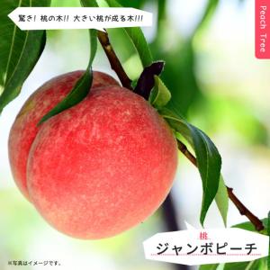 桃 苗木 さくひめ 3年生接木1m大苗 登録品種・品種登録 : 苗木部 花