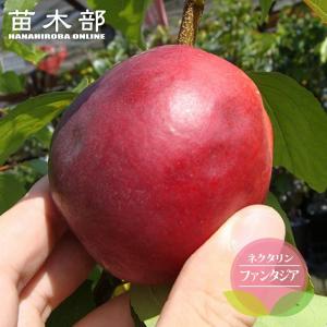 桃 苗木 ネクタリン ファンタジア 1年生接木苗...の商品画像