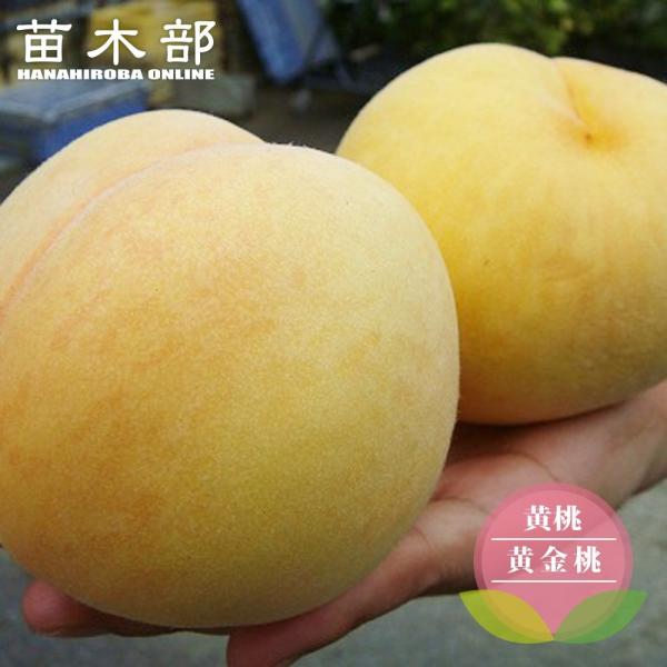 桃 苗木 黄金桃 黄桃 1年生接木苗