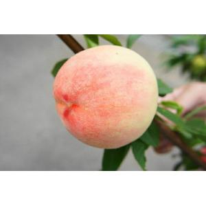 桃 苗木 さくひめ 1年生接木苗の詳細画像1