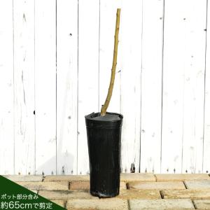 桃 苗木 さくひめ 1年生接木苗 爆買いweekの詳細画像2