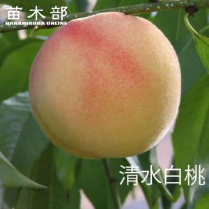 清水白桃の苗木（3年生）３本 桃 苗木 清水白桃 3年生接木1m大苗 産地で剪定済 1.0m苗 : 苗木部 花