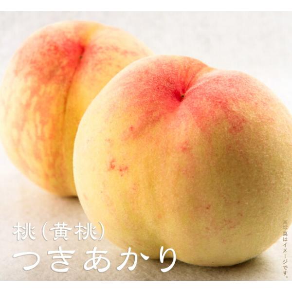 桃 苗木 つきあかり 黄桃 1年生接木苗 予約販売11〜12月頃入荷予定