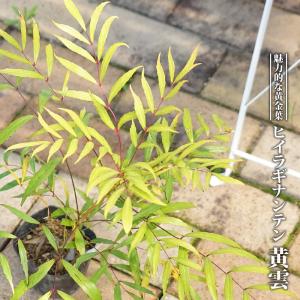 タイサンボク リトルジェム 3.5号ポット 挿し木苗 苗木 : エスフルール