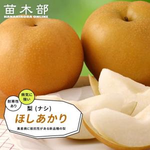 梨 苗木 ほしあかり 3年生接木苗 登録品種・品...の商品画像