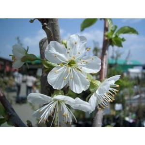 梨苗木 幸水と豊水 受粉樹セット : 植物・園芸専門店 花育通販Yahoo!店