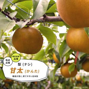 梨 苗木 【あきづき ［登録品種］】 3年生 接ぎ木 約1.3m 大苗 : 苗木