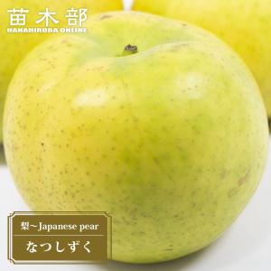 梨 苗木 なつしずく 2年生接木苗 スリット鉢植え