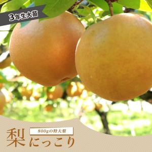 梨 苗木 甘太 1年生接木苗 登録品種・品種登録 : 苗木部 花ひろば