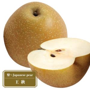 梨 (なし) 苗木 王秋 (おうしゅう) PVP 1年生 接...