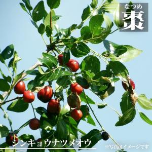 果樹の苗 ナツメ 新疆棗王（シンキョウナツメオウ）4号ポット接木苗