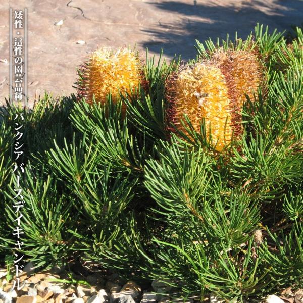 バンクシア・バースデイ キャンドル 5号ポット苗