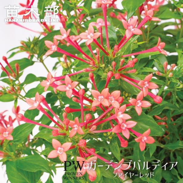 ガーデンブバルディア ファイヤーレッド 3.5号ポット苗（PW)出願中