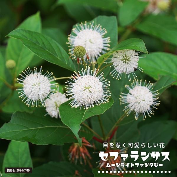 セファランサス ムーンライトファンタジー 鉢植え