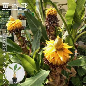 チユウキンレン（雲南地湧金蓮）5寸ポット植え : 日本花卉ガーデン