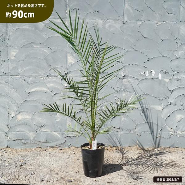ヤシの木 カナリーヤシ フェニックス 5号ポット苗