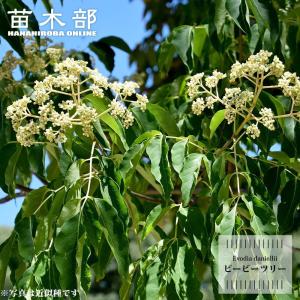 ビービーツリー （イヌゴッシュ） 20ポットセット 蜜源植物 『 ビービーツリー 』 9cmポット苗 （イヌゴシュユ） : 花と