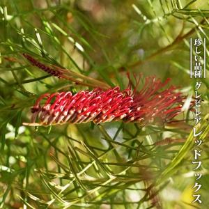 グレビレア ラナマリー 7号ポット大苗 : 苗木部 花ひろばオンライン