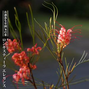 グレビレア プーリンダロイヤルマントル 3号ポット苗 : 苗木部 花