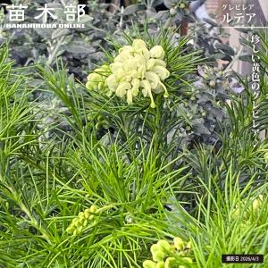 グレビレア ルーティア（ルテア） 5号鉢植え