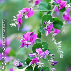 カンパニュラ ロツンディフォリア 3号ポット苗 爆買いweek : 苗木部 花