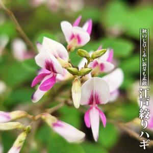 わい性タイサンボク リトルジェム 接木ポット苗 : 苗木部 花ひろば