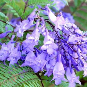 矮性ジャカランダ 日南ブルー 6号鉢植え 接ぎ木 : 苗木部 花ひろば