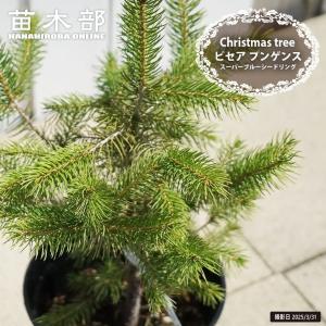 数量限定 ネルソニー ノリナ ポット大苗 耐寒性南欧風プラン : 苗木部