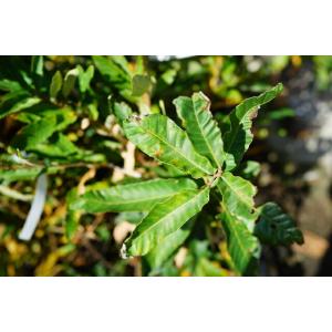 クヌギ 里の木シリーズ