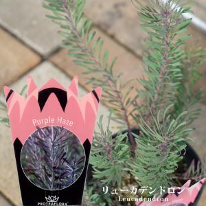 グレビレア ラナマリー 7号ポット大苗 : 苗木部 花ひろばオンライン