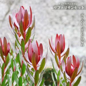 リューカデンドロン サファリサンセット 鉢植え 爆買いweek