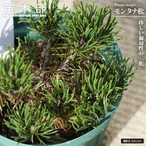 モンタナ松（モンタナマツ） 4号スリット鉢植え 爆買いweek