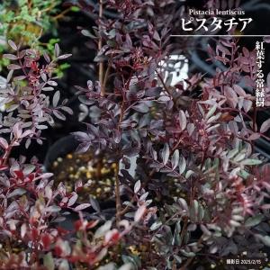 リュウカデンドロン サファリマジック（鉢植え） リューカデンドロン