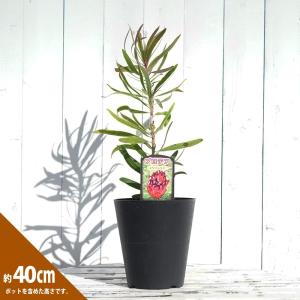 花芽付き♡プロテア ネリーフォリア 鉢植え 苗 オージープランツ 楽天