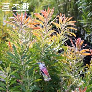 6寸鉢植え ハスカップ：果樹苗 : 日本花卉ガーデンセンターYahoo!店