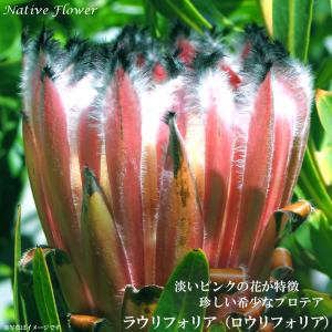 ダーウィニア プロセラ 5号鉢植え 爆買いweek : 苗木部 花ひろば