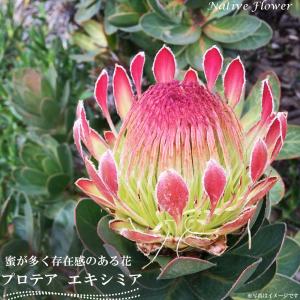 ダーウィニア プロセラ 5号鉢植え 爆買いweek : 苗木部 花ひろば