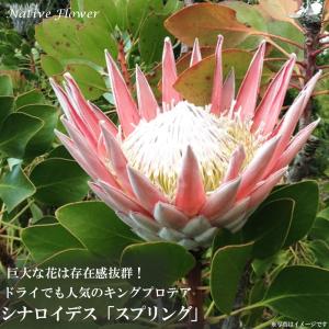 ダーウィニア プロセラ 5号鉢植え 爆買いweek : 苗木部 花ひろば