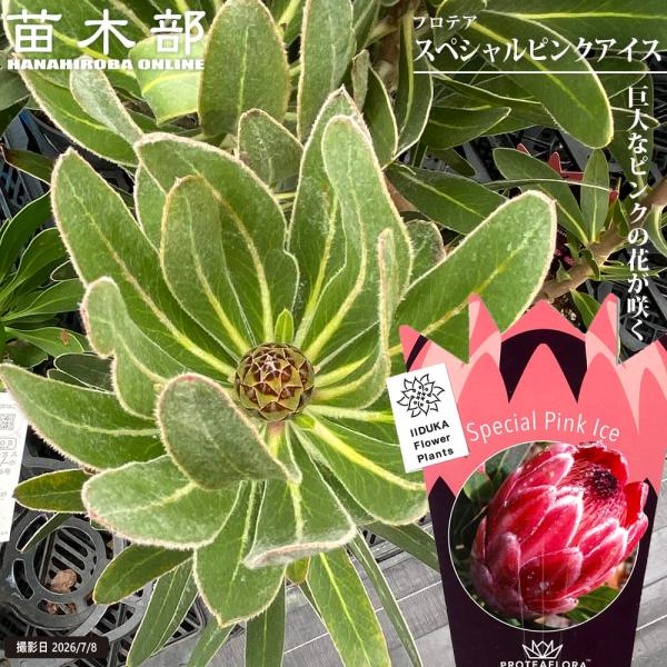 プロテア スペシャルピンクアイス 5号鉢植え