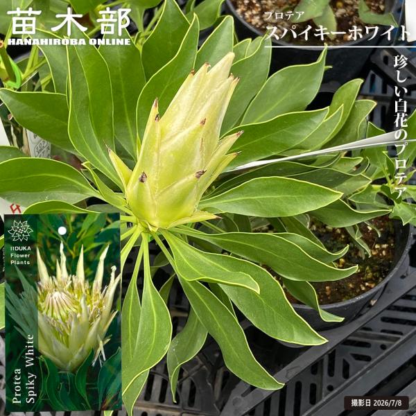 プロテア スパイキーホワイト 5号鉢植え