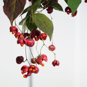 ツリバナマユミ 5号ポット苗の商品画像