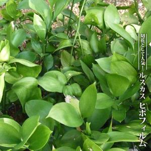 ルスカス ヒポフィルム ポット苗 爆買いweek
